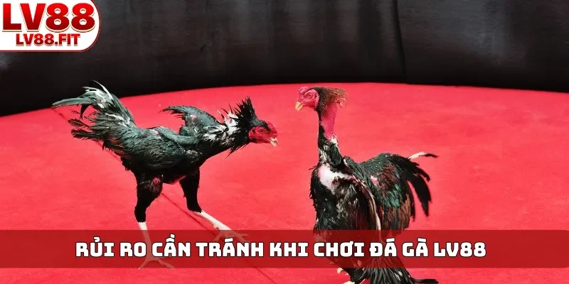 Rủi ro cần tránh khi chơi đá gà LV88